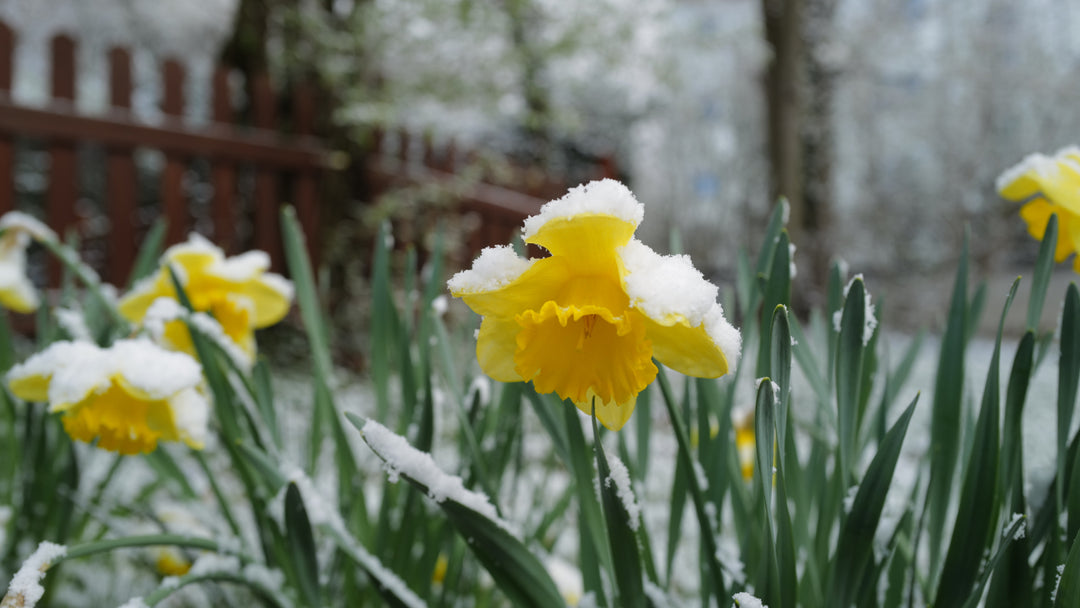 Thriving Through Winter: Essential Tips for Your Winter Garden