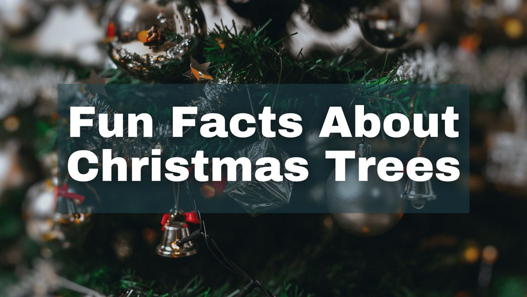 fun facts about Christmas trees