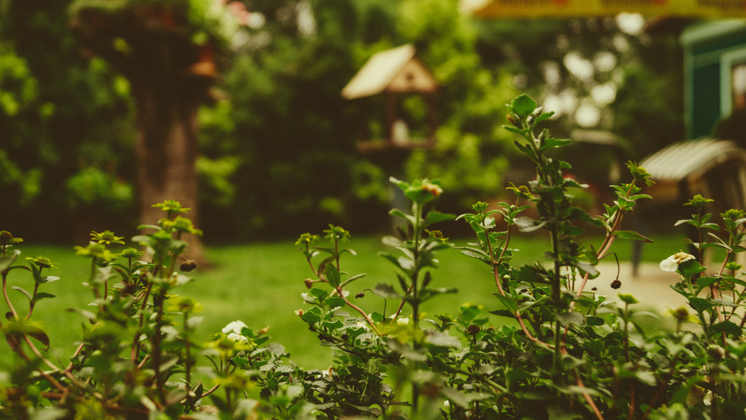 Maximizing Your Garden's Potential: The Power of Quick Connectors
